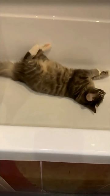 Удивительные животные !!! #кошки