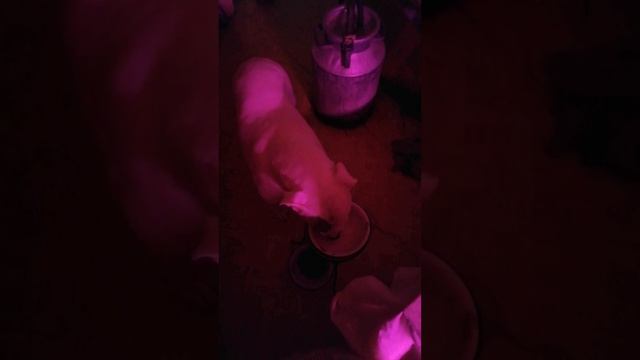 Огородные дела