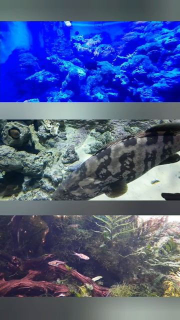 Москвариум