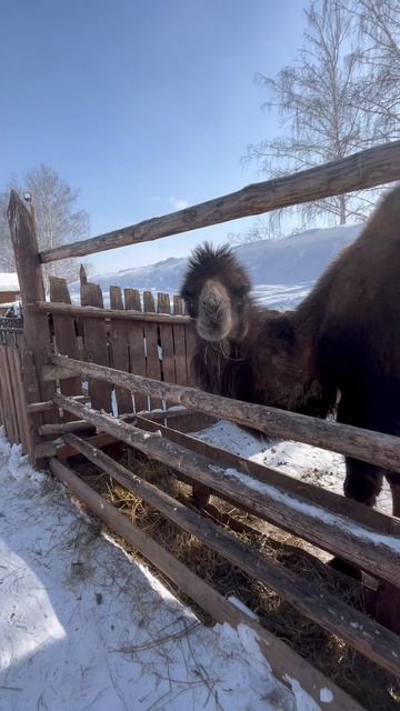 КАК МОЯ ОСОБЕННАЯ ДОЧКА ПООБЩАЛАСЬ С ЖИВОТНЫМИ