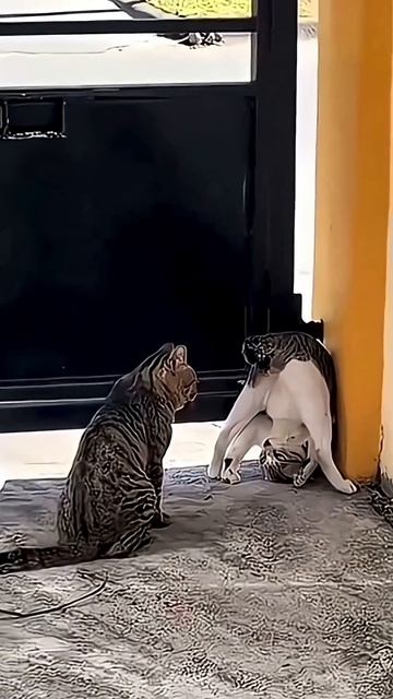 Удивительные животные !!! #веселыекоты