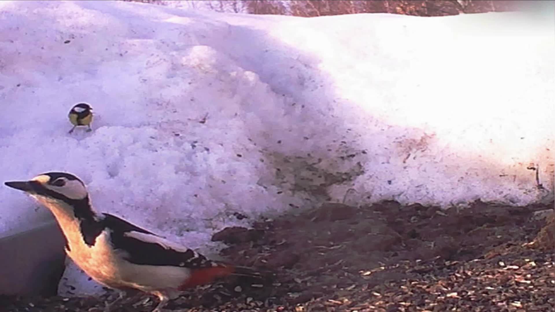 Зимы последние аккорды