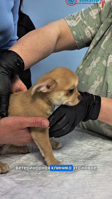 Будни ветклиники в Калуге Жизнь. Забота о питимцах🫶