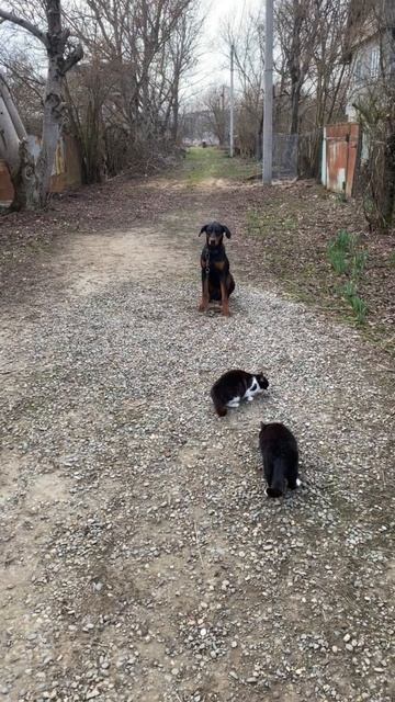 Доберман 8 месяцев Дантес!