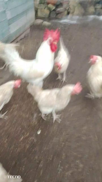 цыпаааааааааааааааааааааааааааааааааааааааааааааааааааааааааааааааааааааааааааа́аааааааааааааааааааа