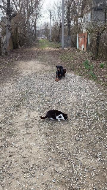 Доберман 8 месяцев Дантес!