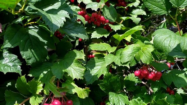 Калина красная после обрезки старых и сухих веток