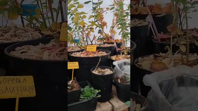 КАК ЗАЩИТИТЬ САЖЕНЦЫ ОТ ХОЛОДНЫХ ВЕТРОВ