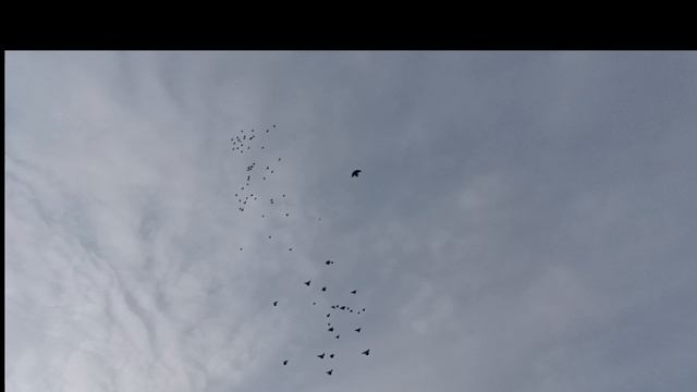 Голуби Николаевские