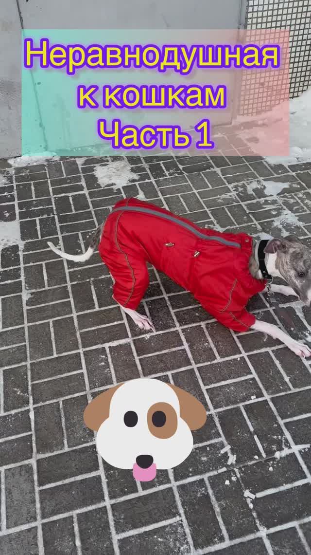 Моя любимка Юна. Неравнодушная к кошкам. Часть 1 🐶