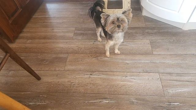 ЙОРКШИРСКИЙ ТЕРЬЕР БОНЯ (ДАЧА) 24-03-2026