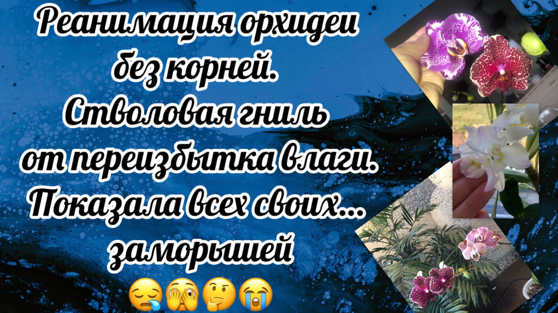 Реанимация орхидеи без корней. Стволовая гниль от переизбытка влаги. Сложные случаи. Результаты!