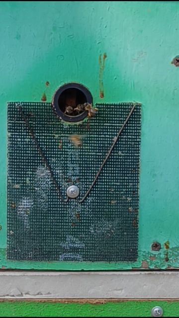 Первая обножка.