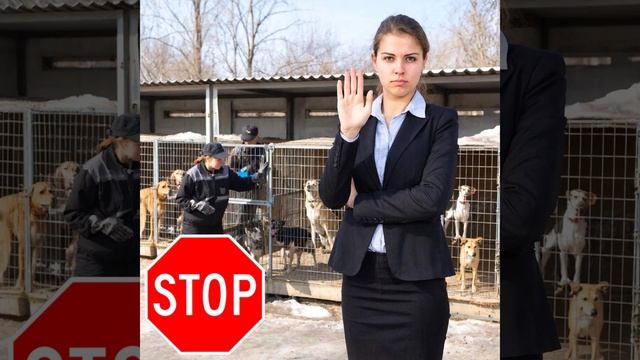 Суд в Перми приостановил работу приюта «Станция скорой помощи» из-за антисанитарии и холода