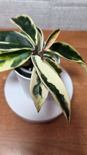 Карноза Сьюзи Кью.