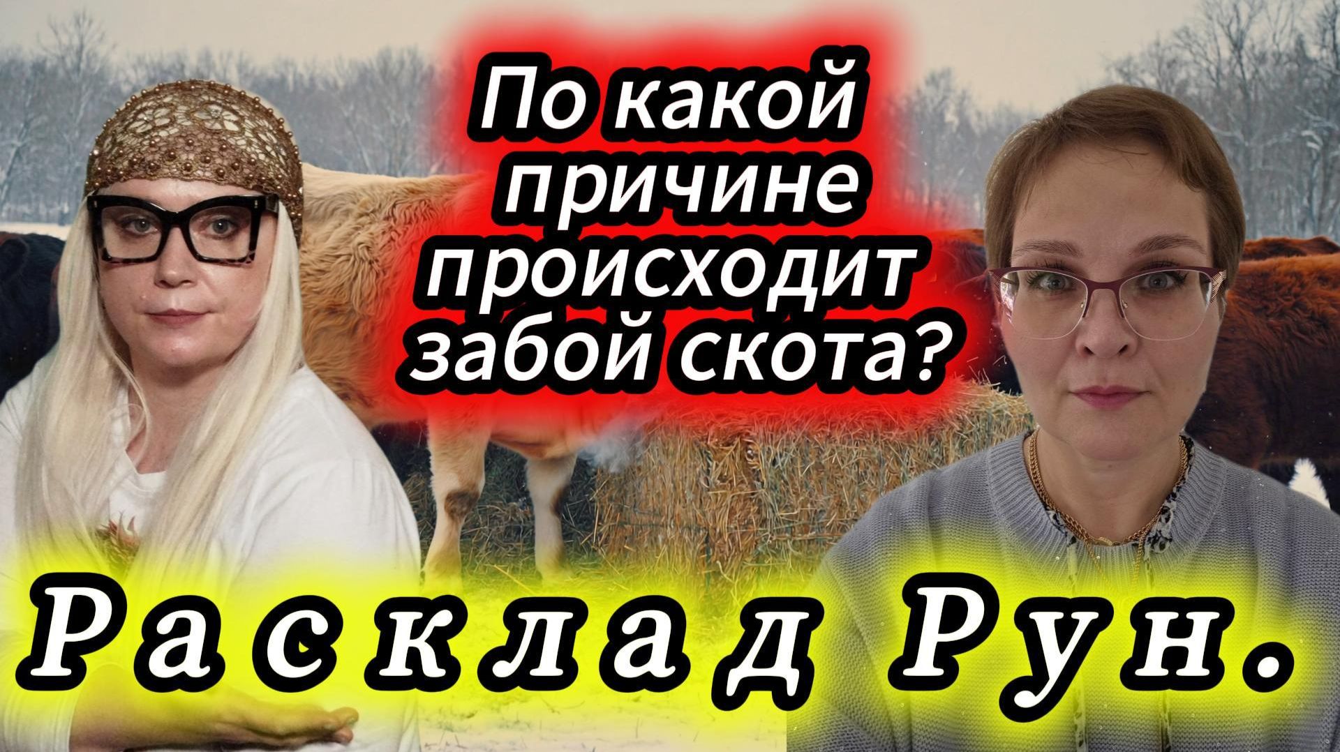 По какой причине происходит забой скота? Расклад Рун.