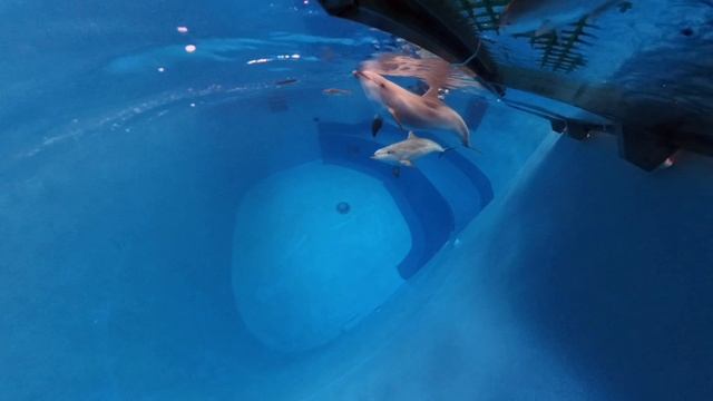 Редкие кадры охоты афалин