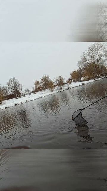 КАРП ЗИМОЙ НА СПИННИНГ НОРСТРИМ  #рыбалка #fishing #norstream