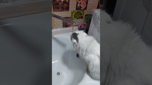 кекса во всей красе