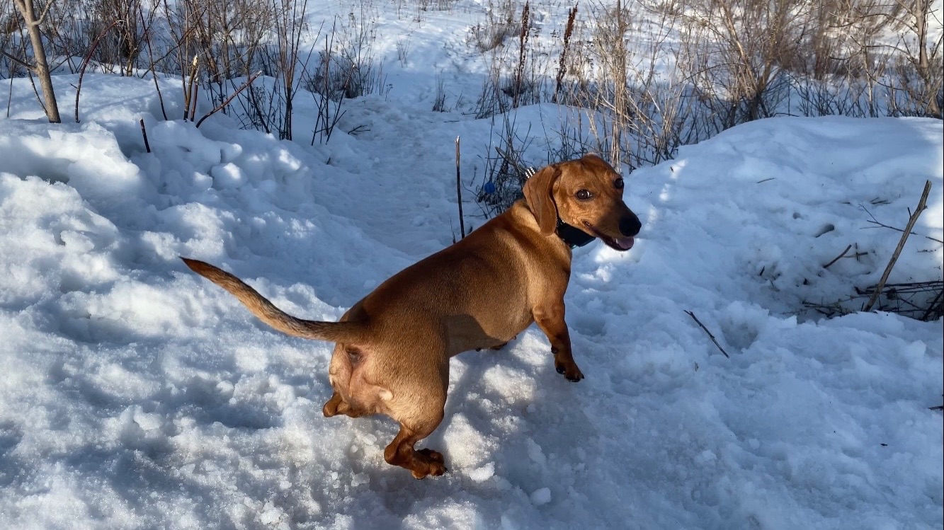 Играем в мяч всей бандой