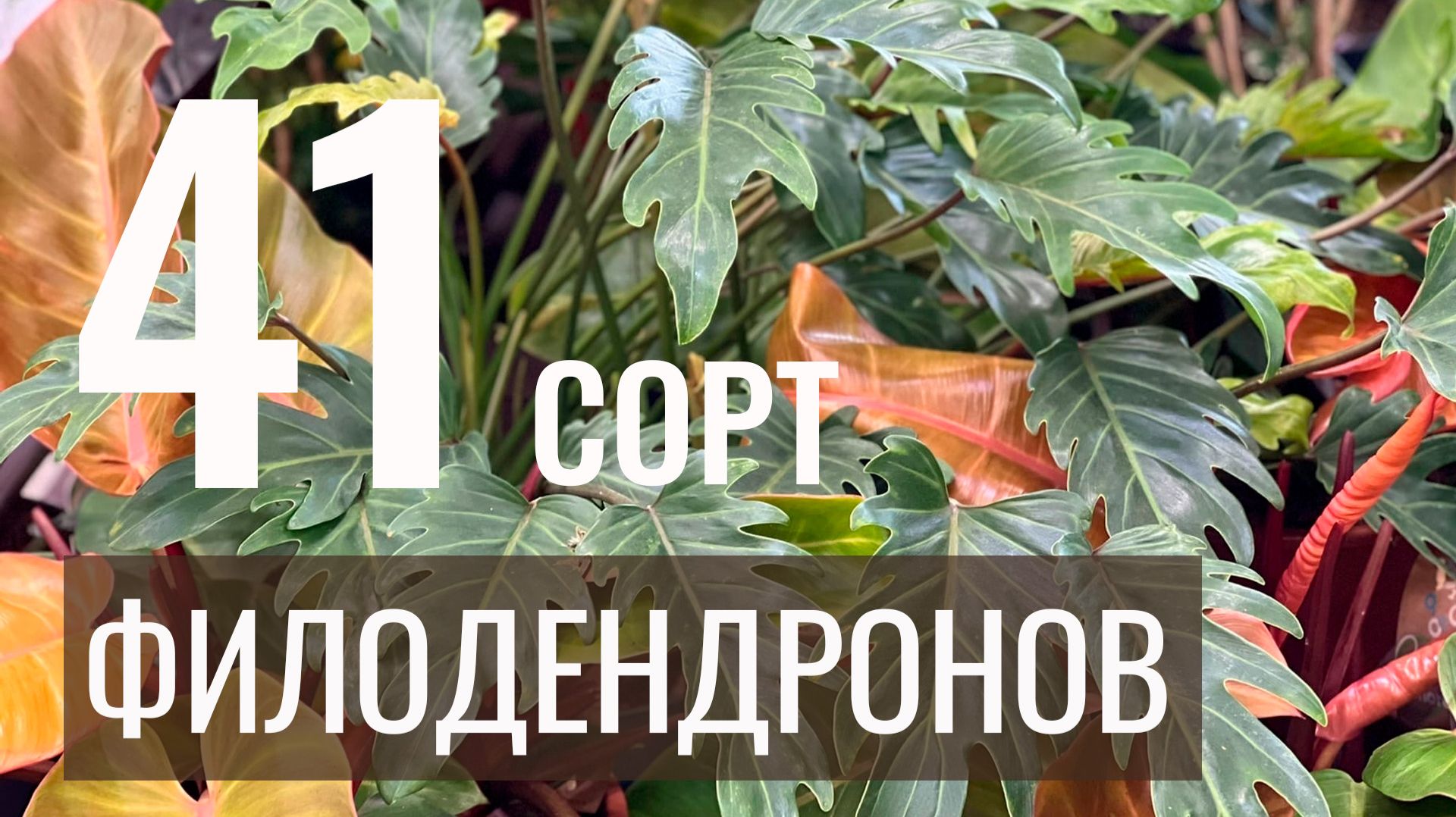 №125. Филодендроны. 41 сорт с фото и названием