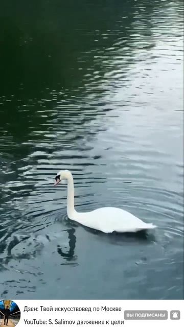 🥰 Атмосфера спокойствия и умиротворения в Парке Горького.