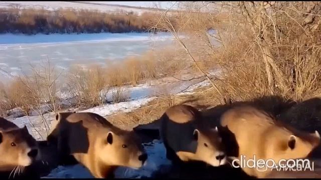 9d106f16c0d52a875aecedc8f017d3c1