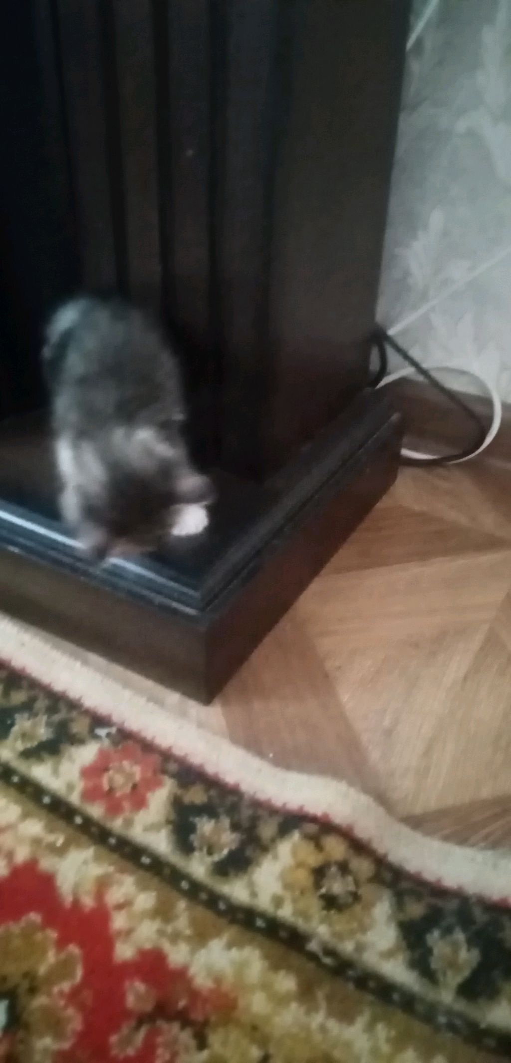 Котёнок кузя