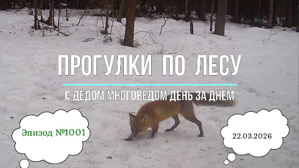Прогулки по лесу. День за днем с дедом Многоведом. 22 марта 2026г. Эпизод 1001.