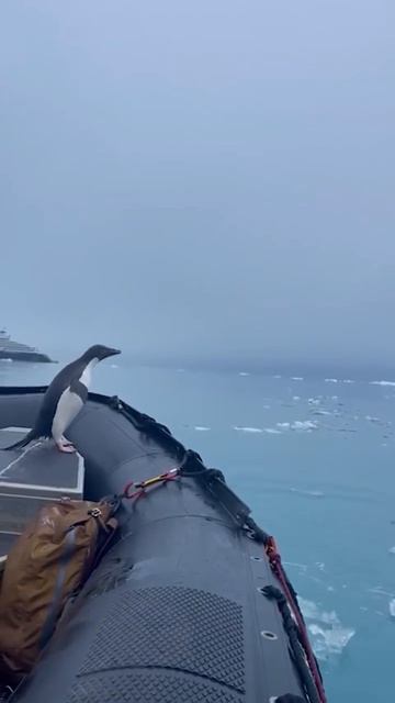 пингвины Адели

#пингвины #птицы #животные #антарктида #природа #милота #топ #рек