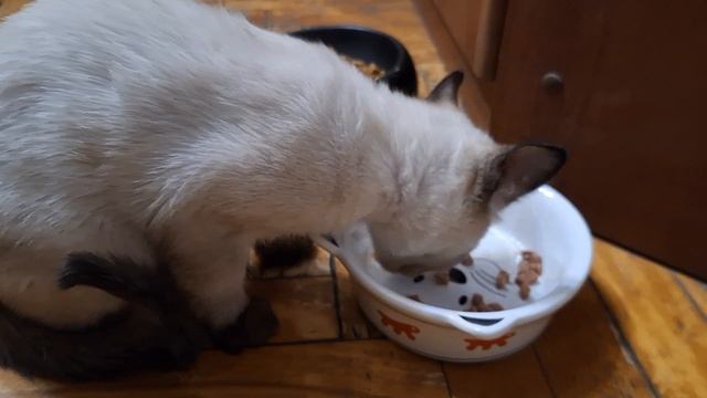 Тайский малыш Timur Gamlet в новом доме