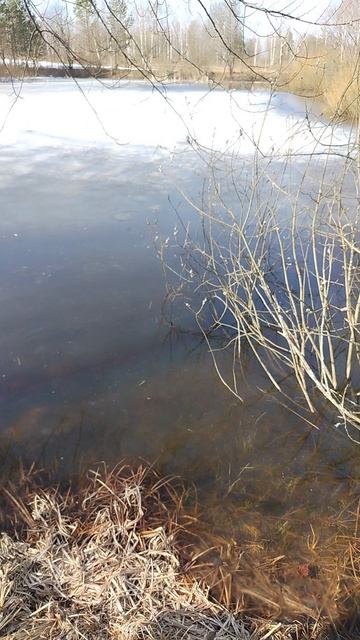 Озеро в пгт Мирный Клетнянский р н ранняя весна