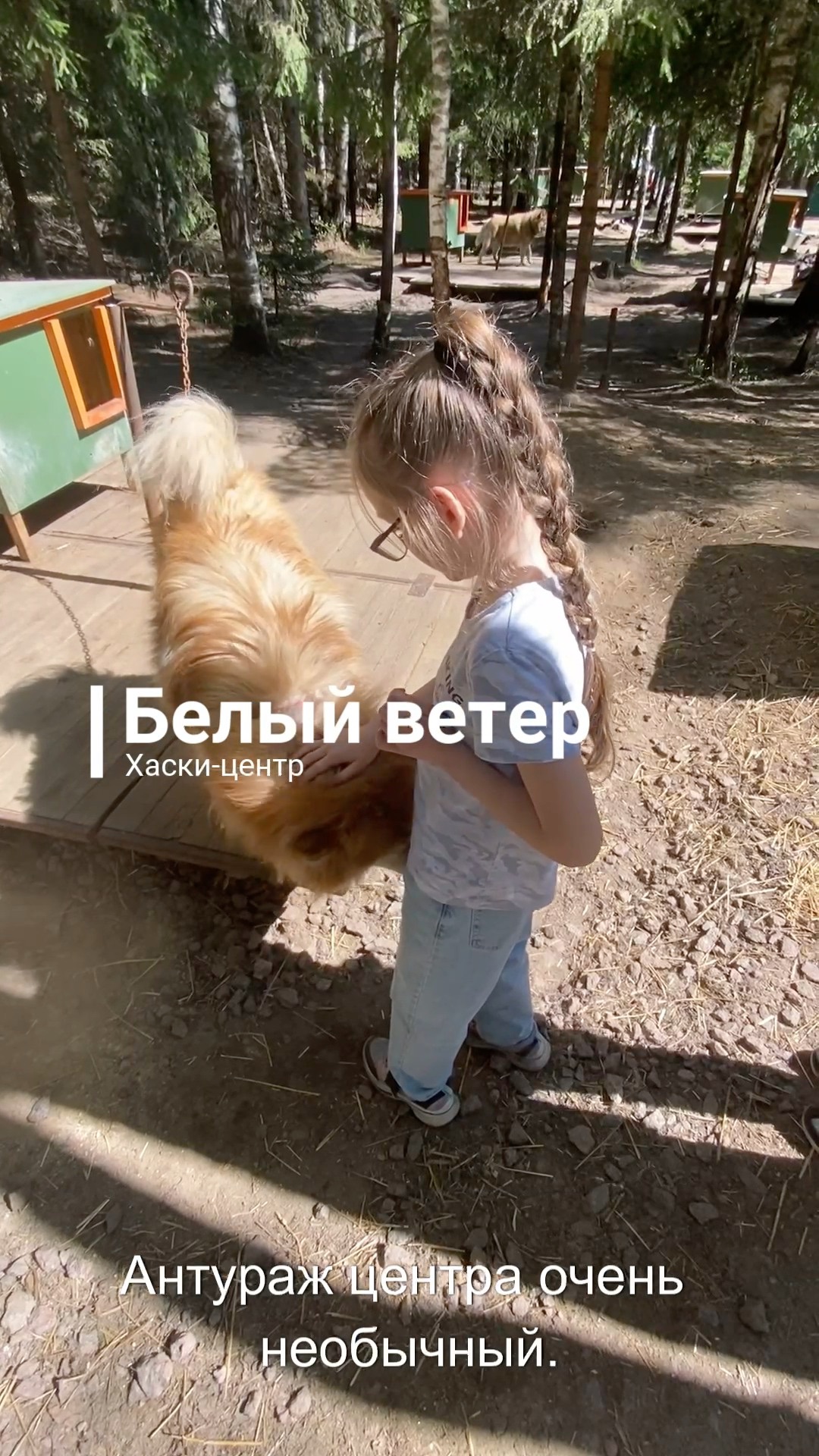 Хаски-центр 