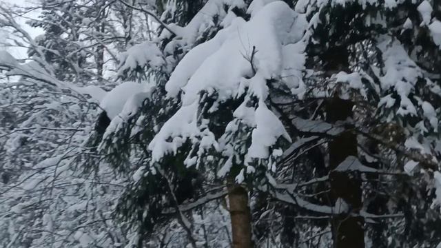 В зимнем лесу.