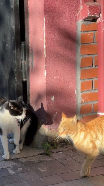 Сельская идиллия: весна в России #природа #село #весна