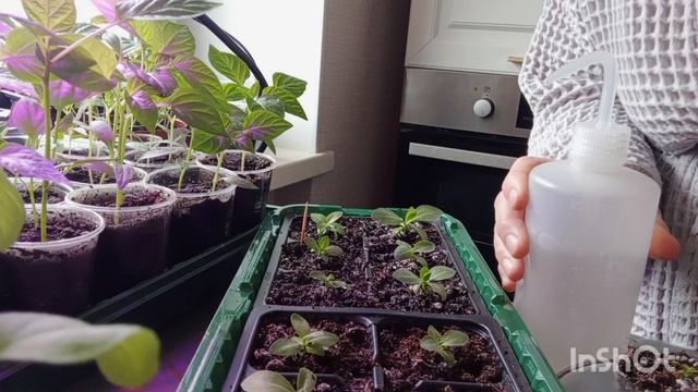 УДОБРЯЮ ЭУСТОМУ.