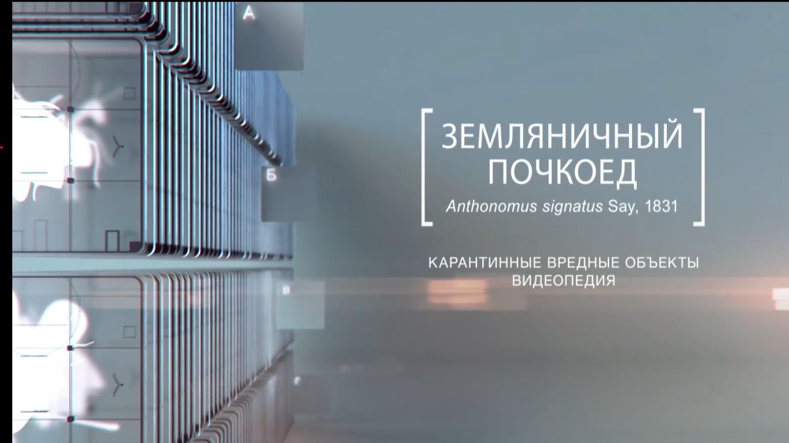 Земляничный почкоед: вредоносный любитель ягод