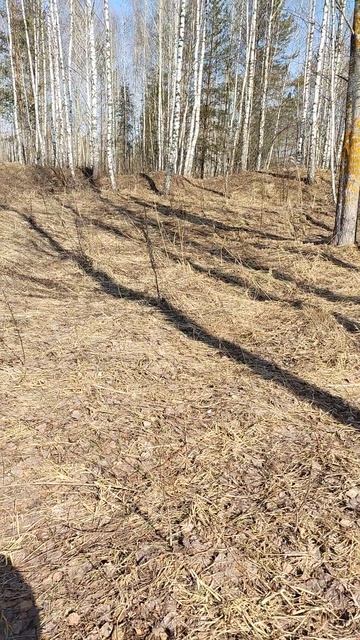 Берёзовая роща в пгт Мирный в клетнянском р не