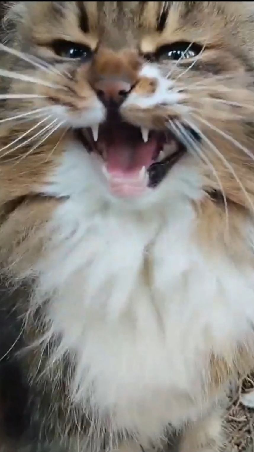 Когда день Мартовского кота? 13 котов за одну минуту.