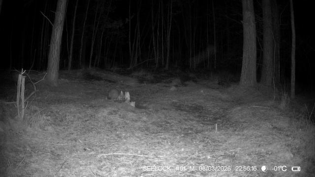 Барсук проснулся