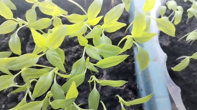 Мои рассады и лук на зелень 🌿