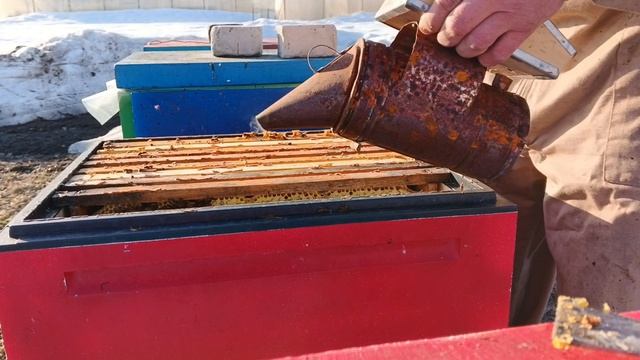 25.03.26. Первый осмотр семей из зимовника!