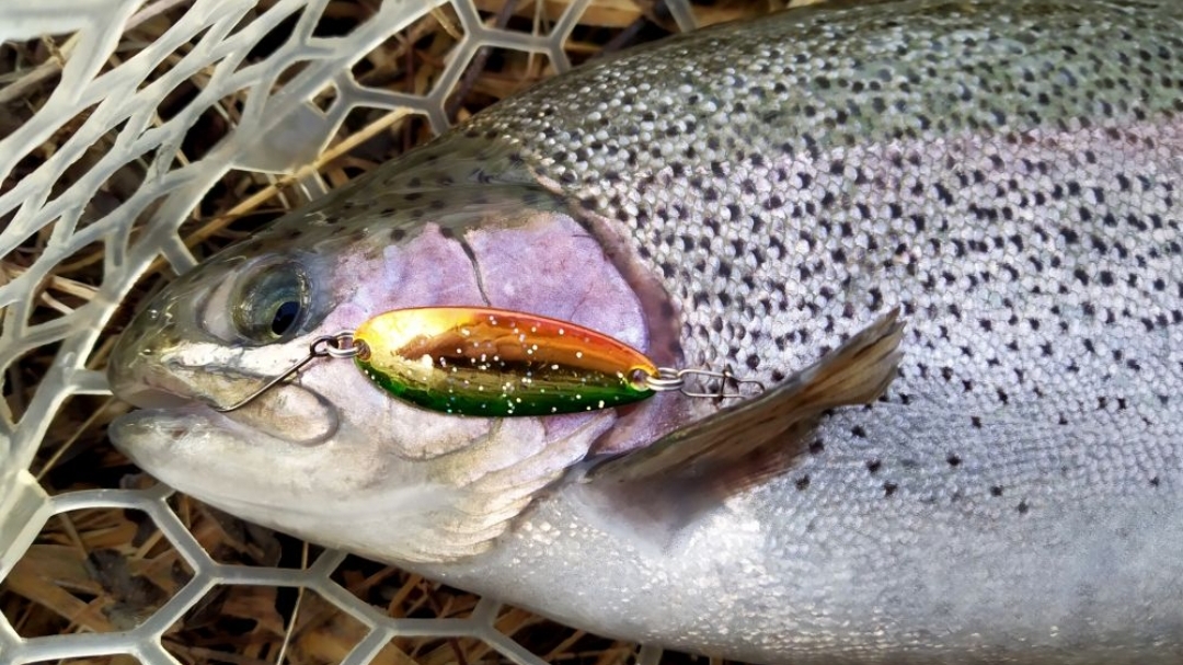 приманки для ловли прудовой форели