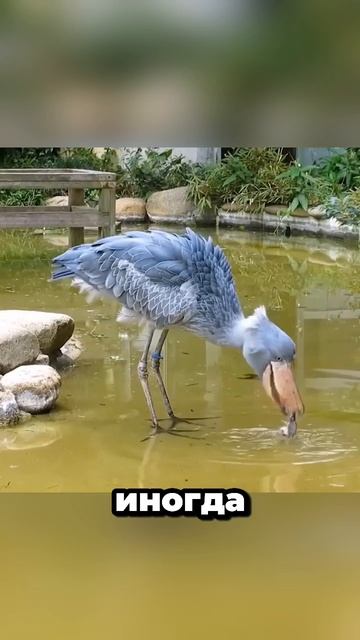 Китоглав — одна из самых странных птиц на планете.