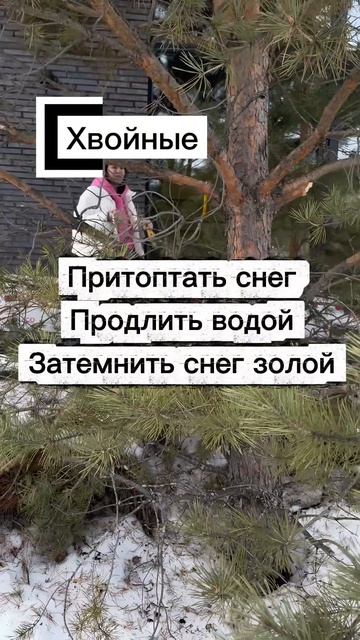 Хвойным и газону нужна помощь!