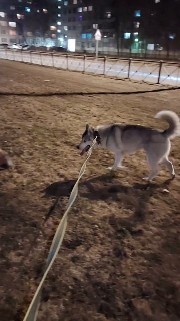 Друзья Хаски Джека