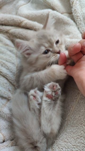 Позитив~немного милоты, релаксирую с котёнком.