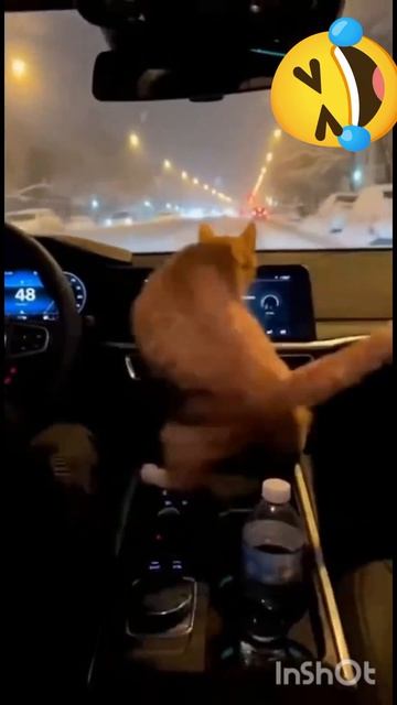 юмор,прикол,смешные моменты с котами,животными.кот танцует