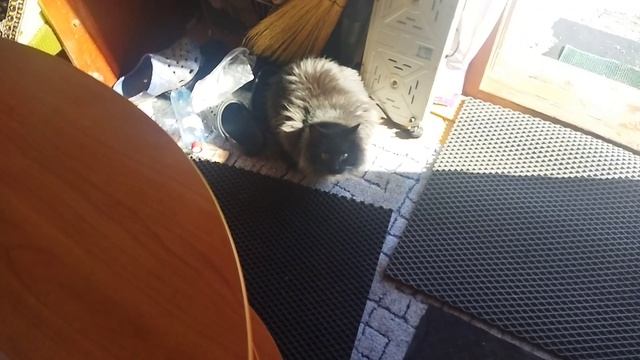 Мишка в саду 🏡🏡🏡командует 😻😻😻