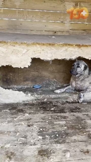 Слабонервным не читать!